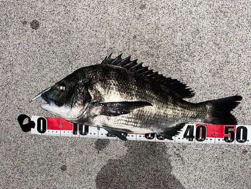 チヌの釣果