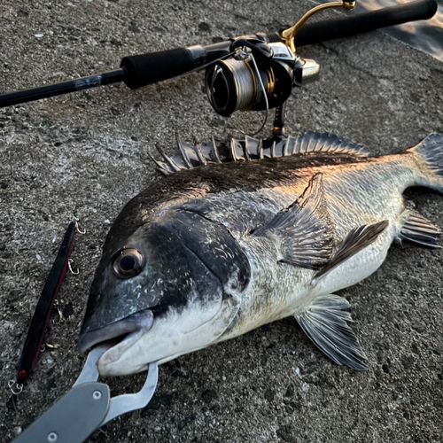 チヌの釣果