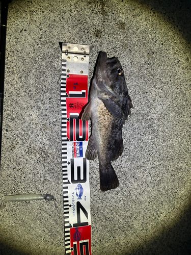 クロソイの釣果