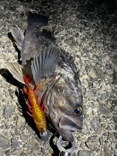 クロソイの釣果