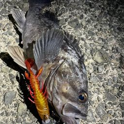 クロソイ