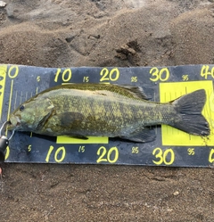 スモールマウスバスの釣果