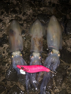 マメイカの釣果