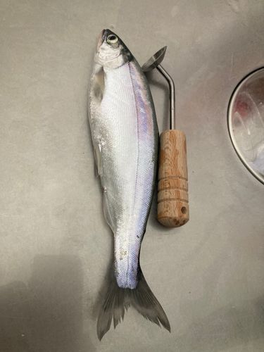 ヒメマスの釣果
