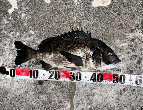 チヌの釣果