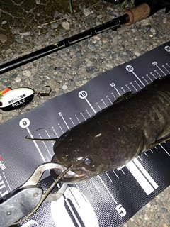 ナマズの釣果