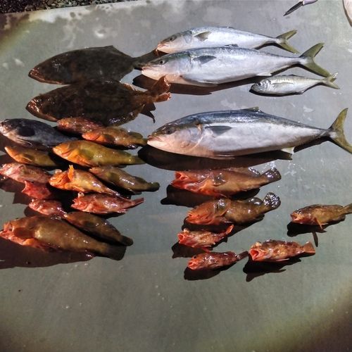 ブリの釣果