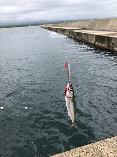 サバの釣果