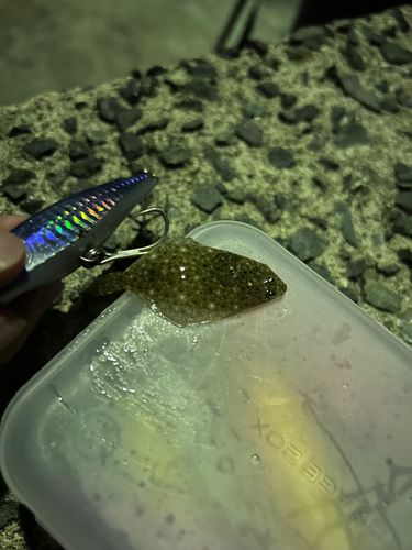ヒラメの釣果
