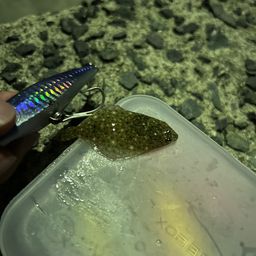 ヒラメ