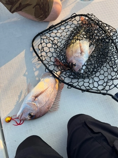 マダイの釣果