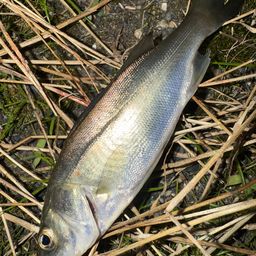 セイゴ（マルスズキ）