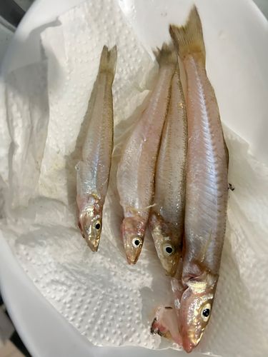 キスの釣果