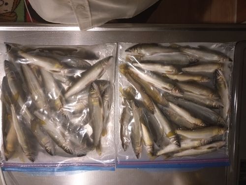 アユの釣果