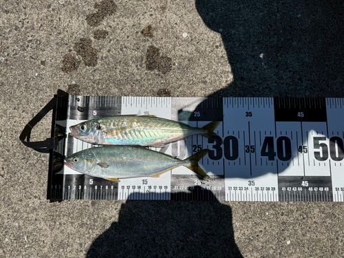 ヤズの釣果