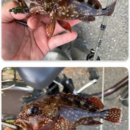 カサゴ