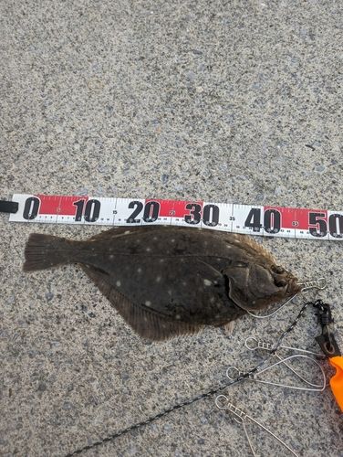 イシガレイの釣果