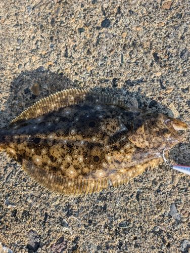 ソゲの釣果