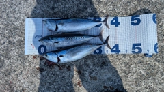 ソウダガツオの釣果