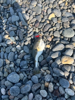 クサフグの釣果