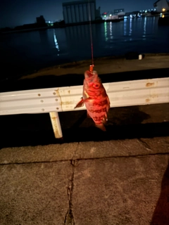 シロメバルの釣果