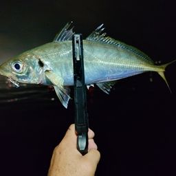 アジ