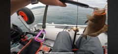 オオモンハタの釣果
