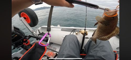 オオモンハタの釣果
