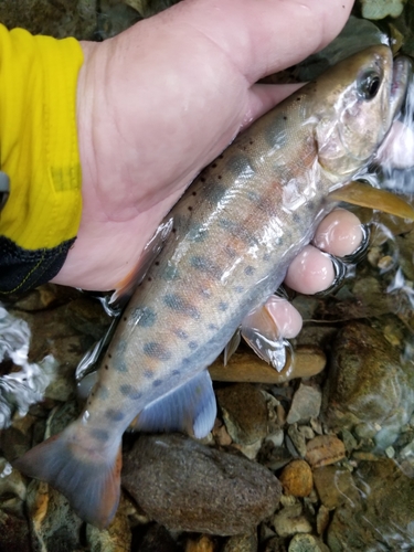 ヤマメの釣果