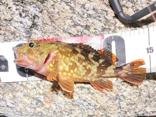 カサゴの釣果