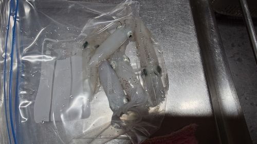 ヒイカの釣果
