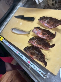 カサゴの釣果