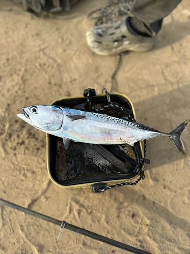 ソウダガツオの釣果