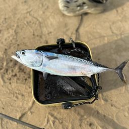 ソウダガツオ