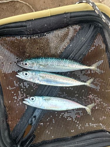 サバの釣果