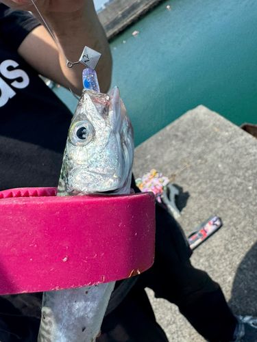 サバの釣果