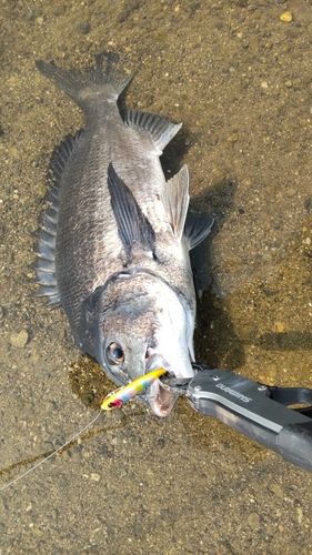 チヌの釣果