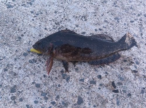 クジメの釣果