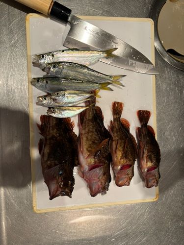 カサゴの釣果