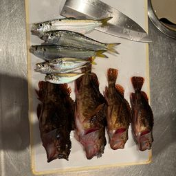 カサゴ
