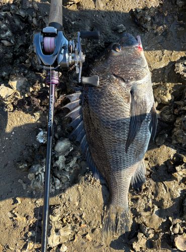 チヌの釣果
