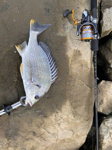 キビレの釣果