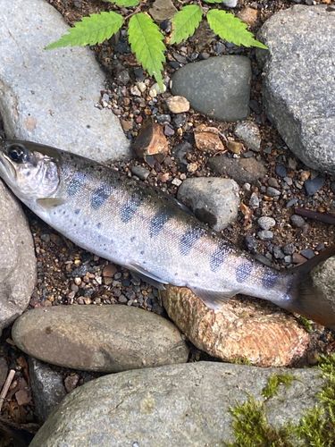 イワナの釣果