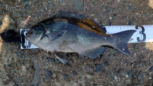 オナガグレの釣果