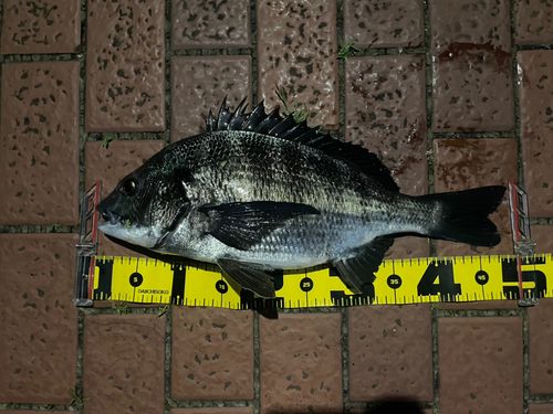 クロダイの釣果