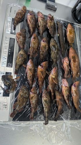 釣果
