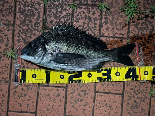 クロダイの釣果