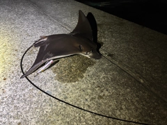 ナルトビエイの釣果