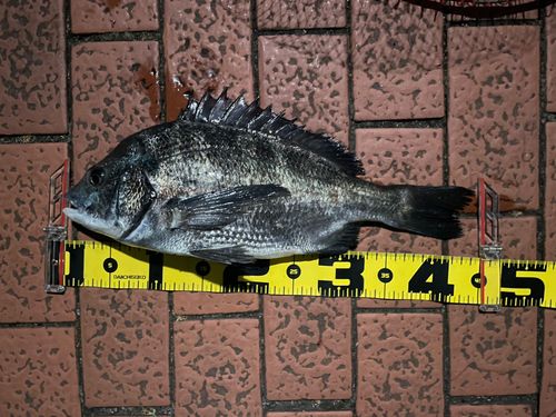クロダイの釣果