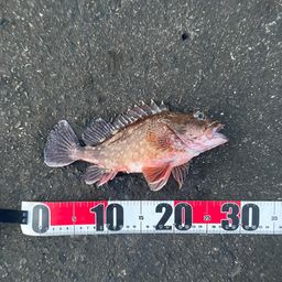 カサゴ